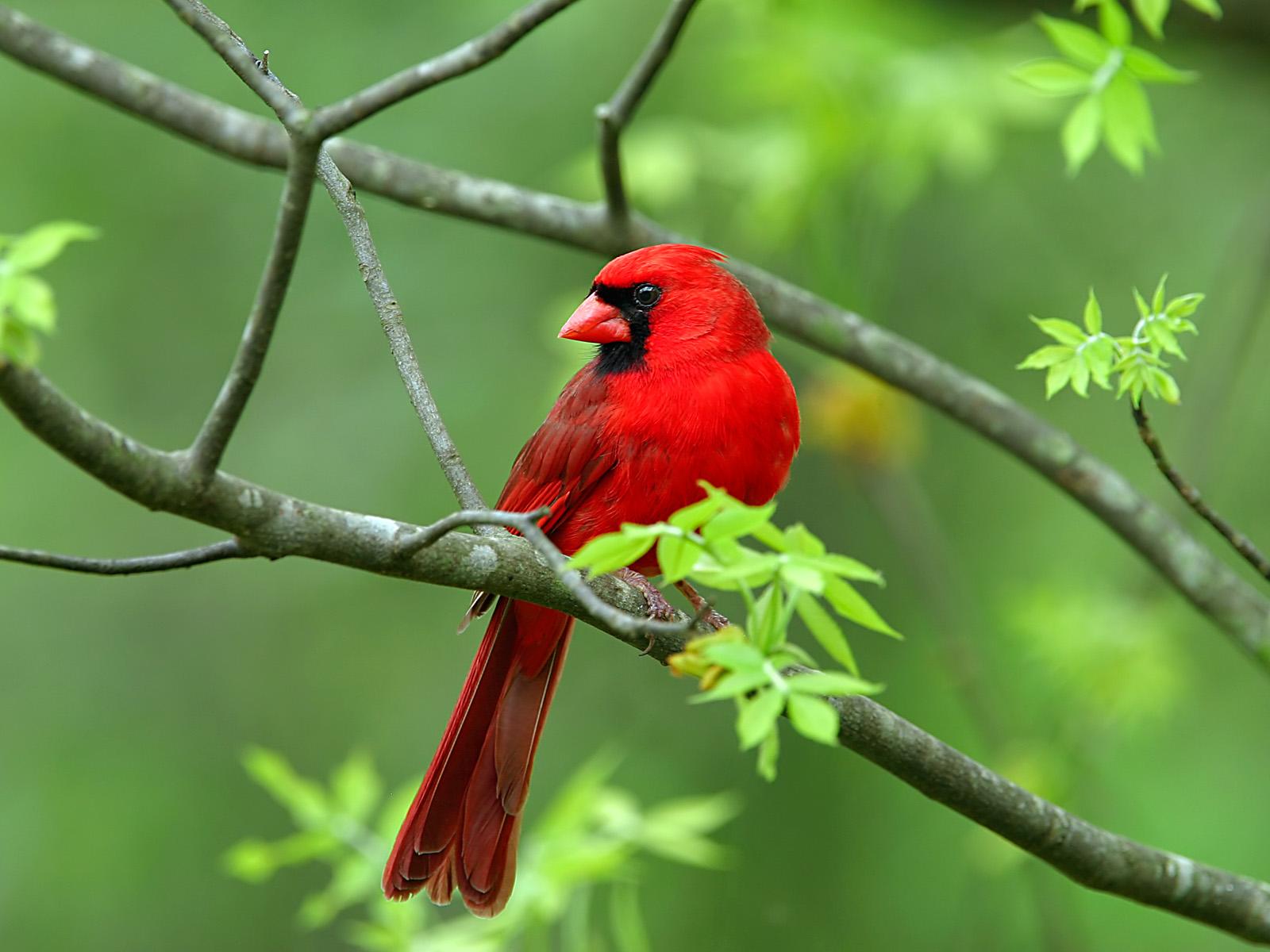 красная птичка без смс